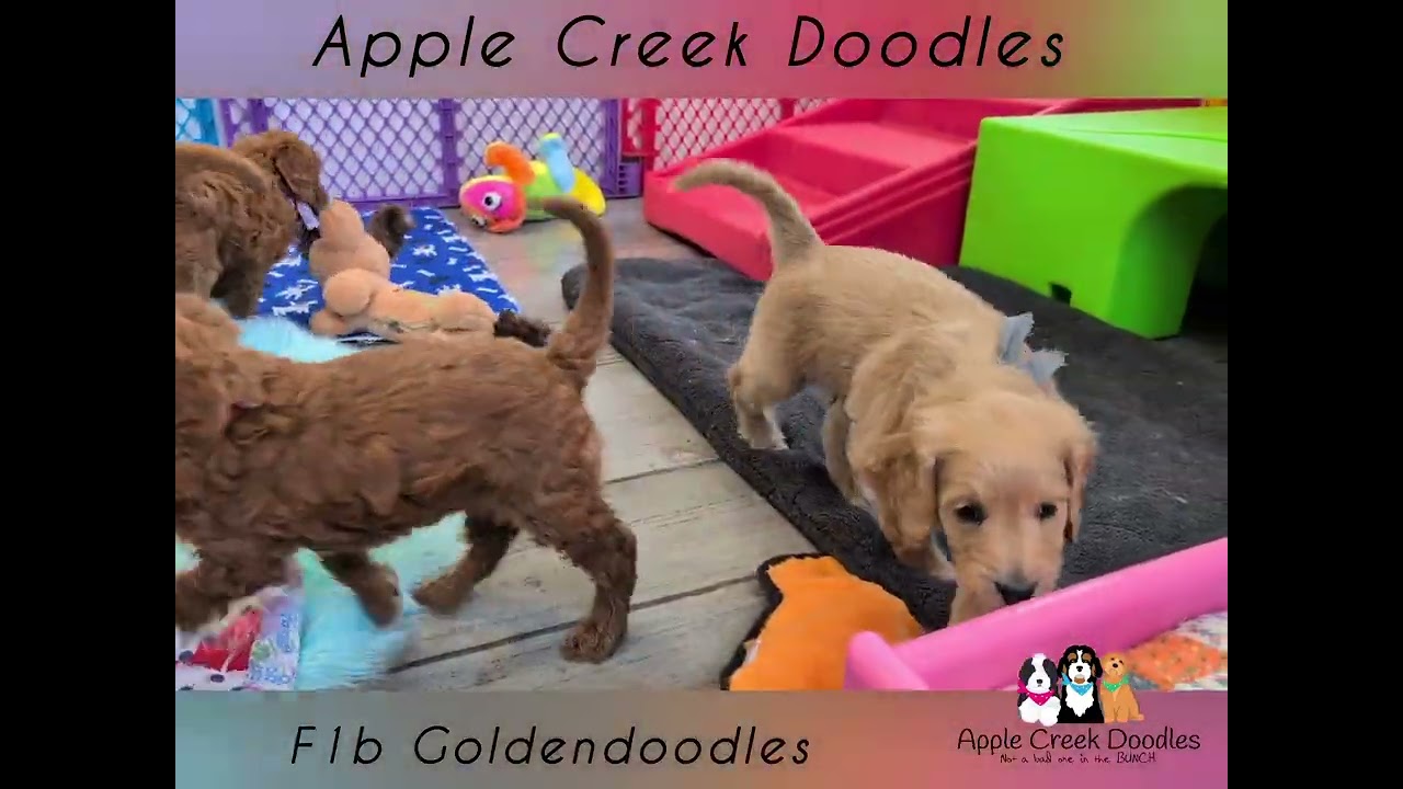 Gray, Blue, Pink and Purple Ribbon F1b Goldendoodles.