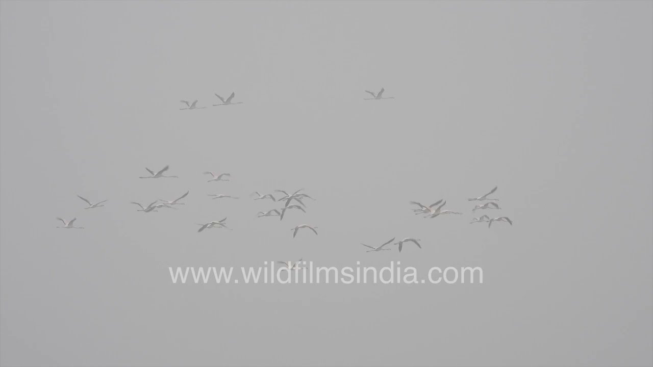 Flamingos Flying and Walking at Sambhar Lake | Rajasthan Wetlands