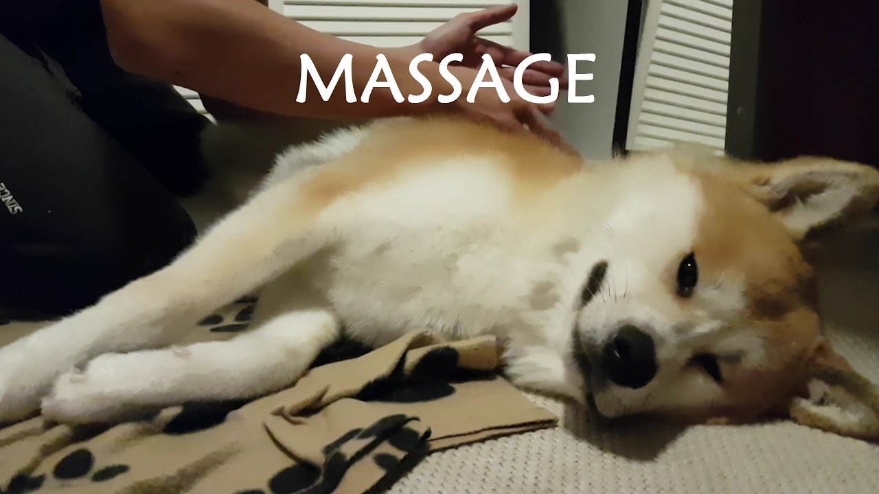 AKITA INU - Massage | 秋田犬