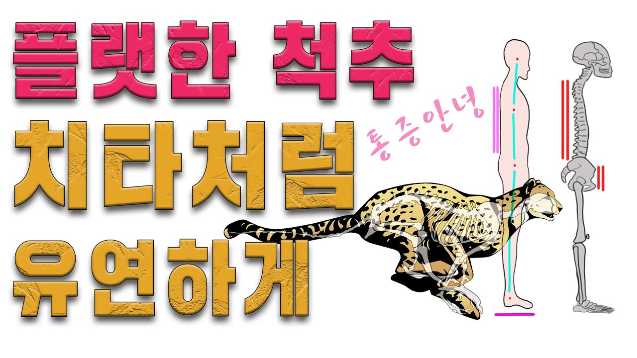 플랫백(일자척추 편평등) 허리통증 완화를 위해 반드시 해야 하는 척추골반 질병예방운동(평생 써먹는 운동 효과 우수)