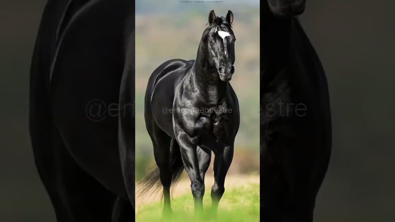Caballos Cuarto de Milla:  Valor y Versatilidad #shorts #caballos #horses