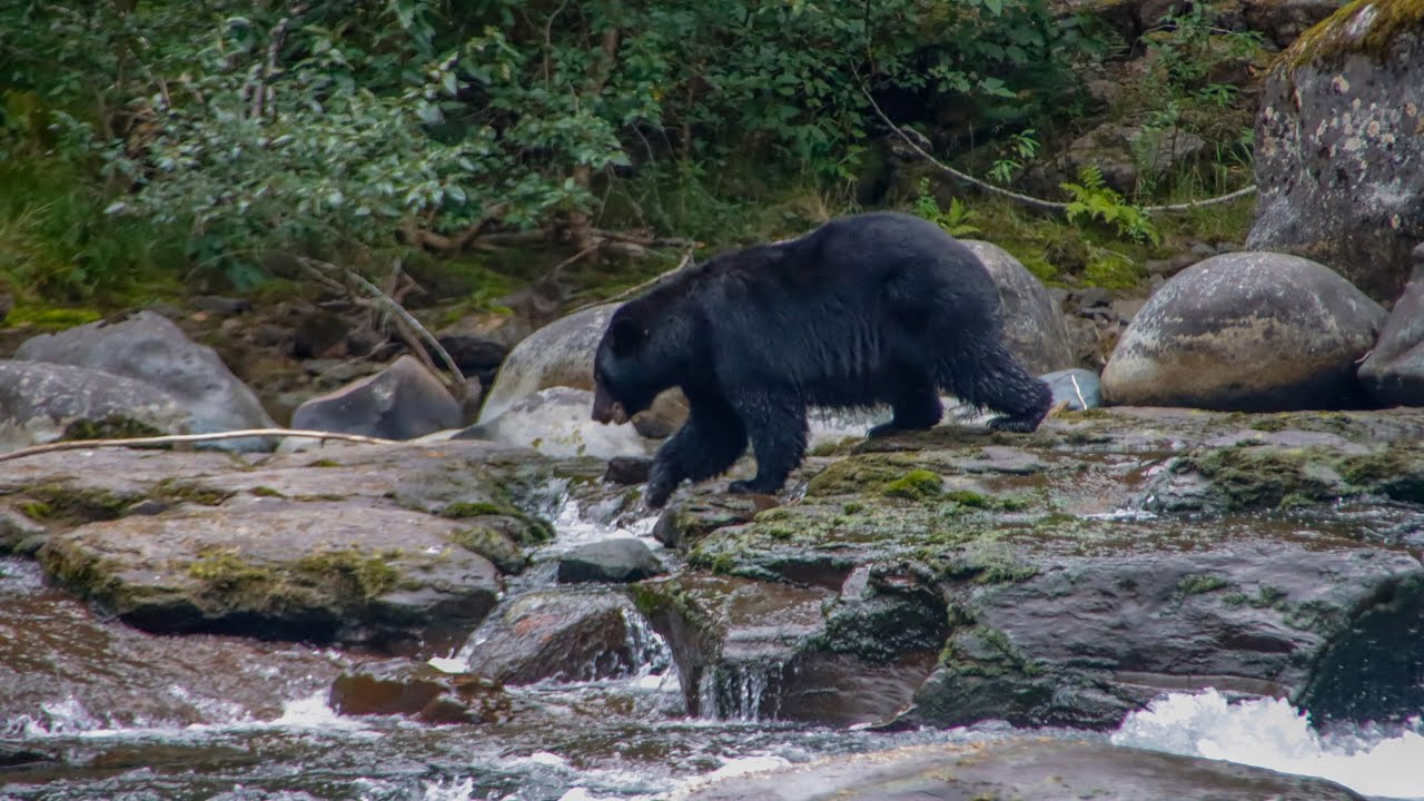 Bear + Salmon Watching Adventure 🐻🐟😮 | Stamp River, Port Alberni