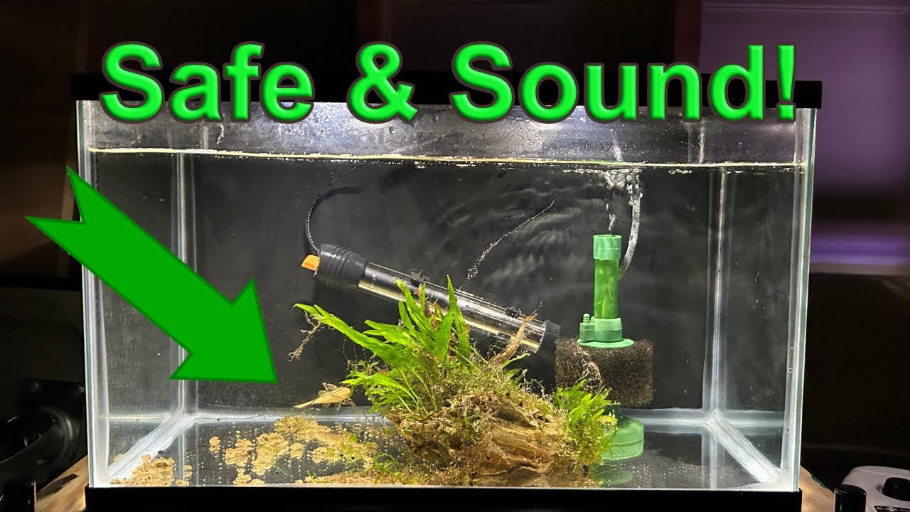 Quarantine Tank Setup: Protect Your Fish in 4 Steps!