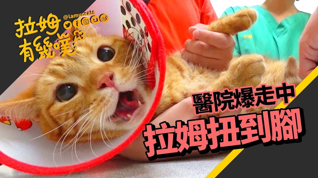 大貓走路驚見跛腳 看醫生痛到爆走 拿出法寶一秒冷靜┃拉姆有幾噗 ♧