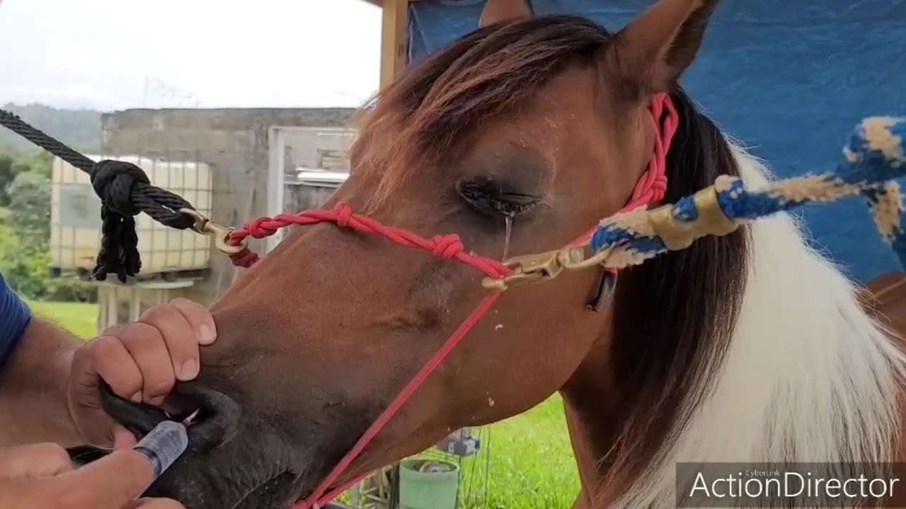 Limpieza de Conducto Nasolagrimal en Equino