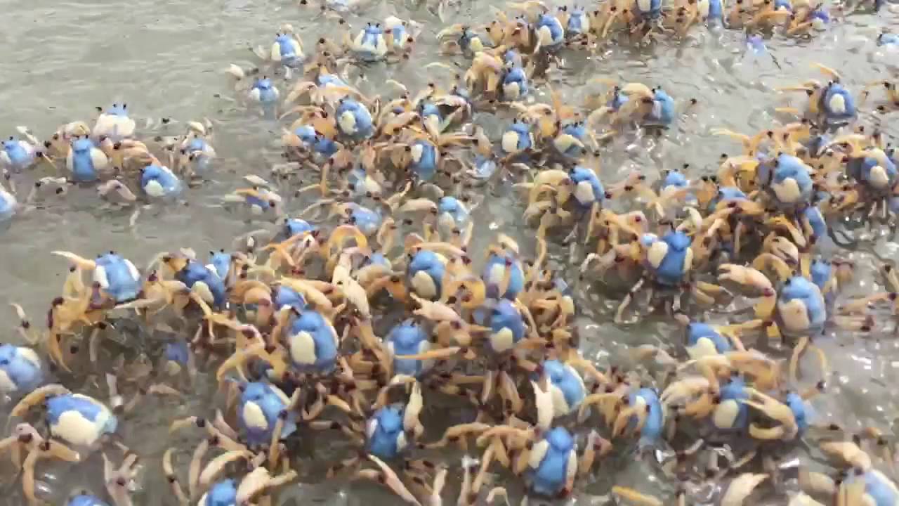 Glass Bottom Kayak Tour - Unspoilt Batemans Bay