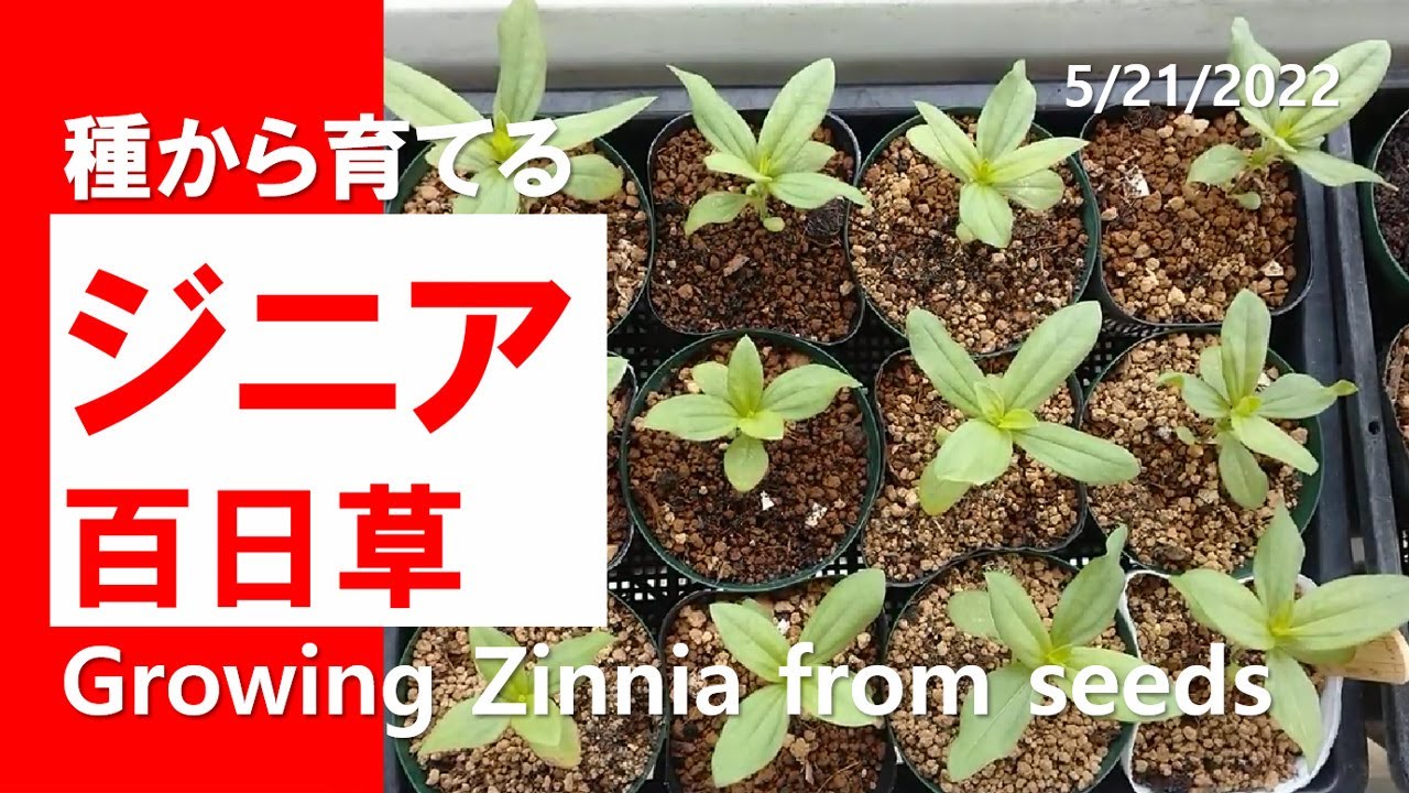 種まき｜ジニア百日草の育て方｜Growing Zinnia from Seeds