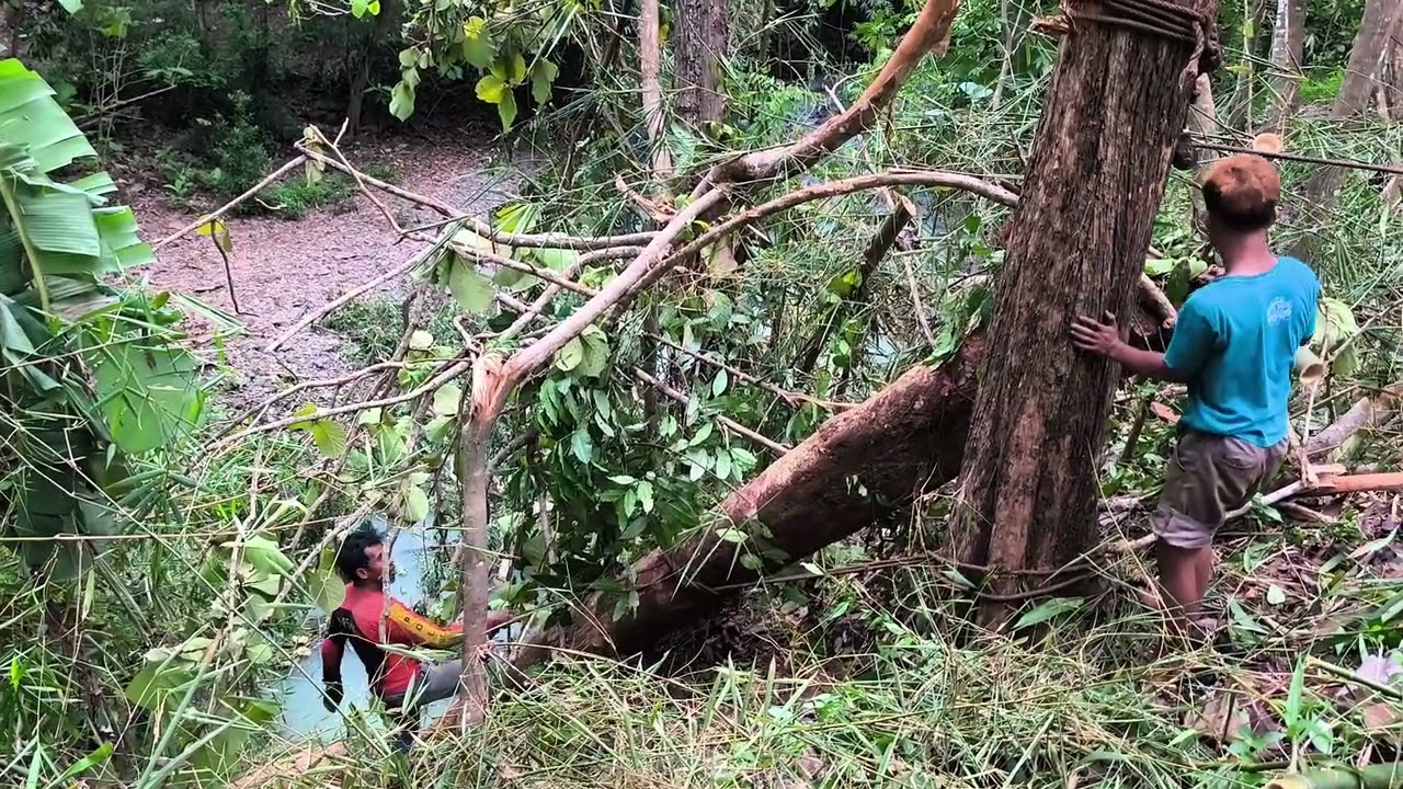 EVAKUASI KAYU WANGKAL MENGGUNAKAN DEREG MESIN MOTOR#kayuweru #tree#woodworking#kayuindonesia 