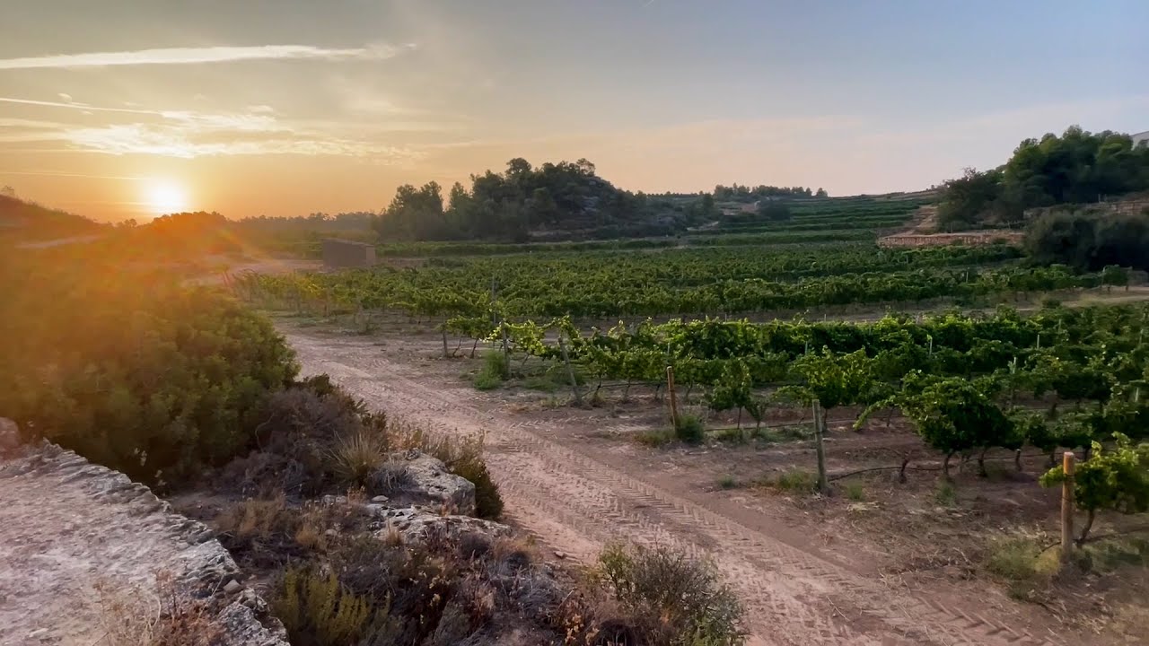 La Vendimia 2024 en Clos Pons
