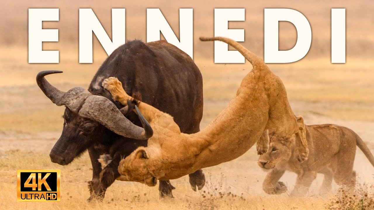 Animales Salvajes | ENNEDI - Depredadores Olvidados del Desierto de Piedra | NATUREZA VIDA