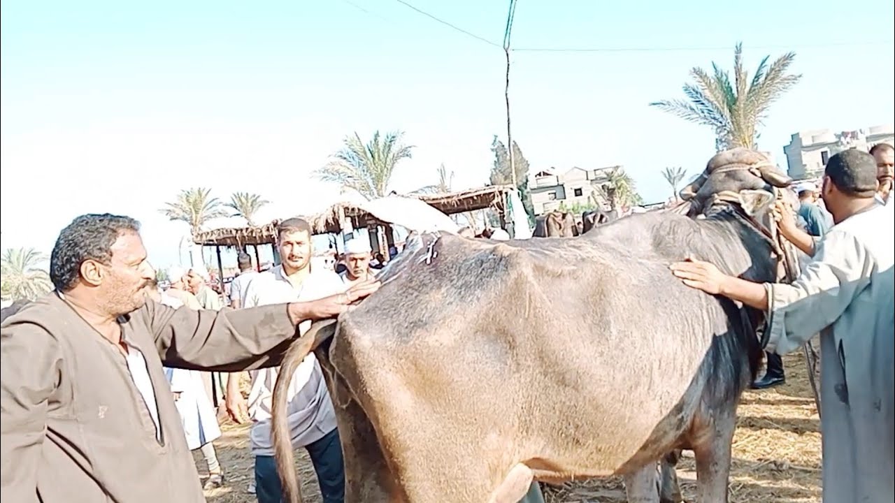 اسعار الجاموس الوالد والعشر في سوق ابو هواش تبع المحموديه بحيره اليوم