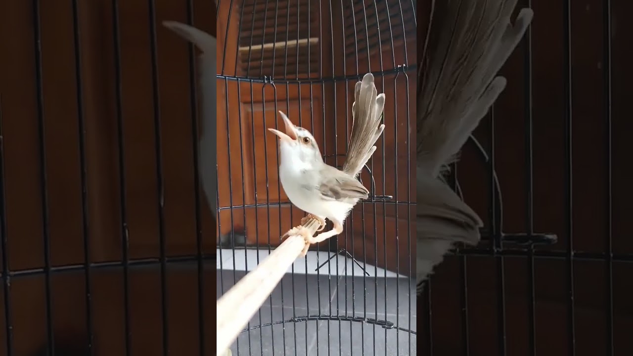 ciblek padi #burungterbaik #birds #ciblek #ciblekbren #shortviral #shorts