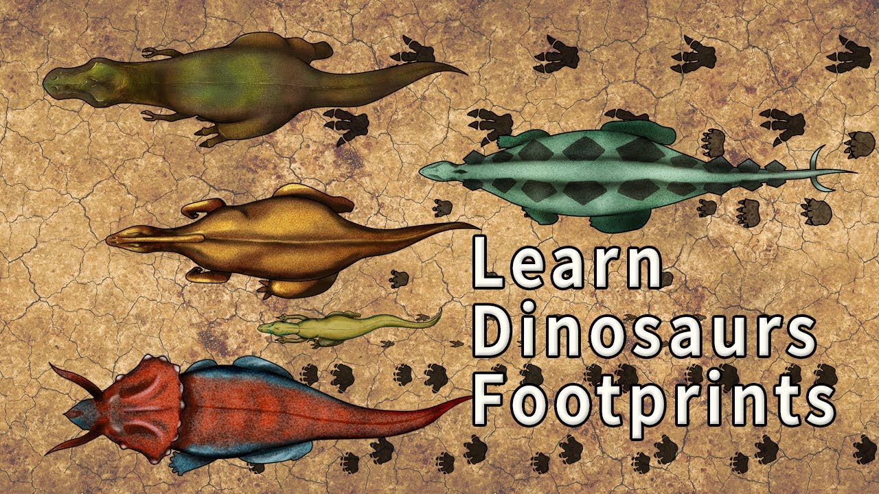 What kind of dinosaur footprint? |어떤 공룡의 발자국일까요? |티라노사우루스,스테고사우루스,트리케라톱스, 공룡발자국|공룡이름| dinosaur name