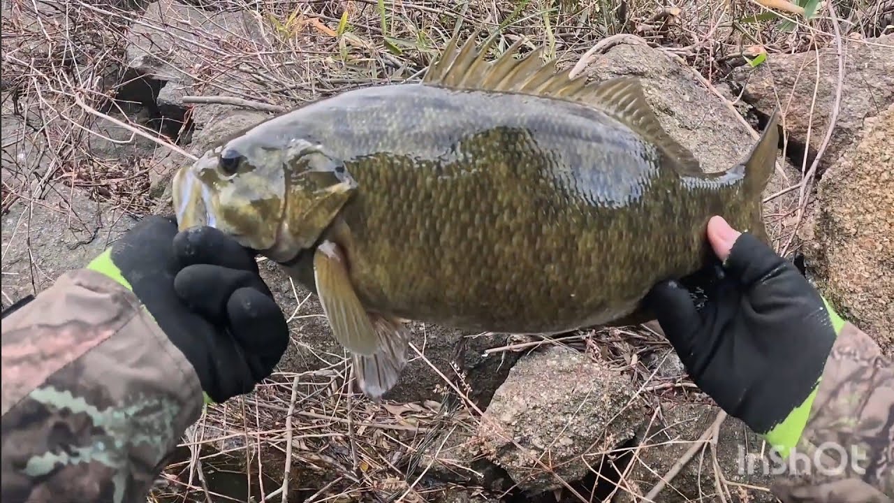 128番自然生物とバス釣り。[b.b fishing]