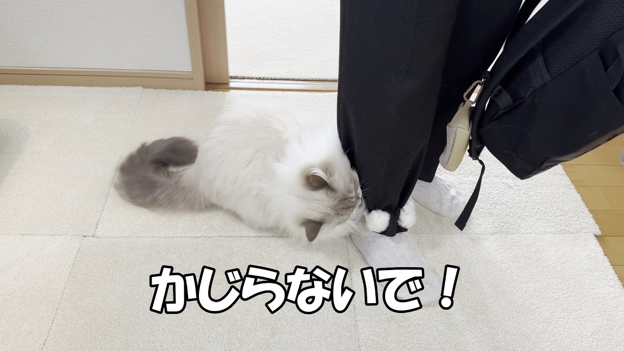 いつもお世話になっているペットシッターさんに会って、うちの猫がうれしくて大暴れしました！
