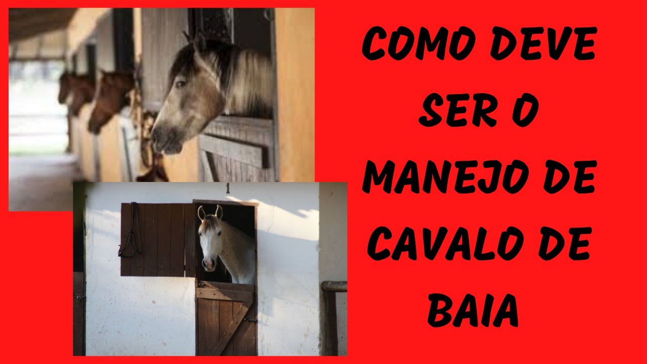 COMO DEVE SER O MANEJO DE CAVALOS DE BAIA