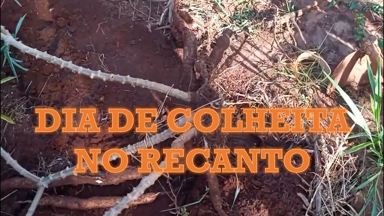 Dia de Colheita no Recanto