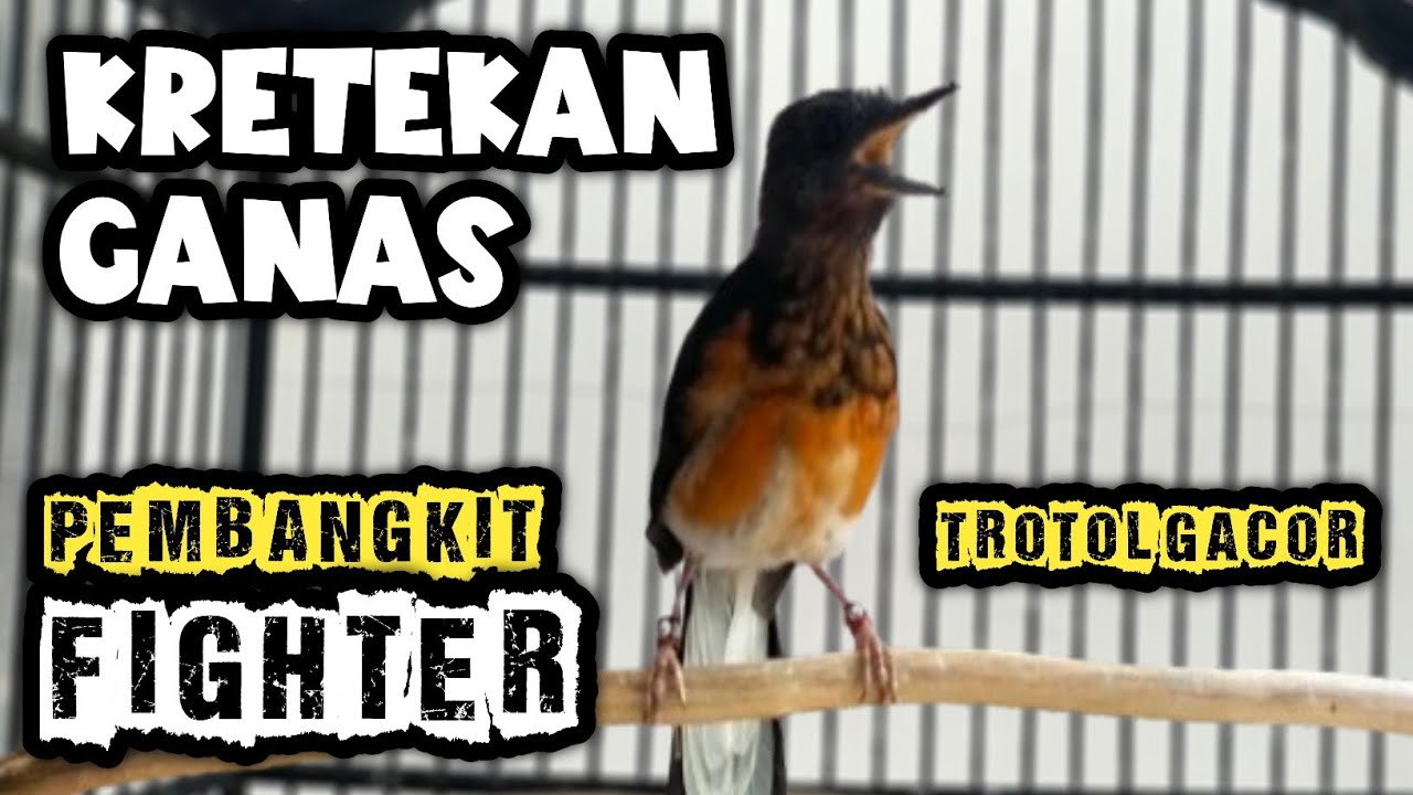 GANAS Pool!! KRETEKAN DAN SIULAN MURAI BATU TROTOL PANCING BUNYI‼️