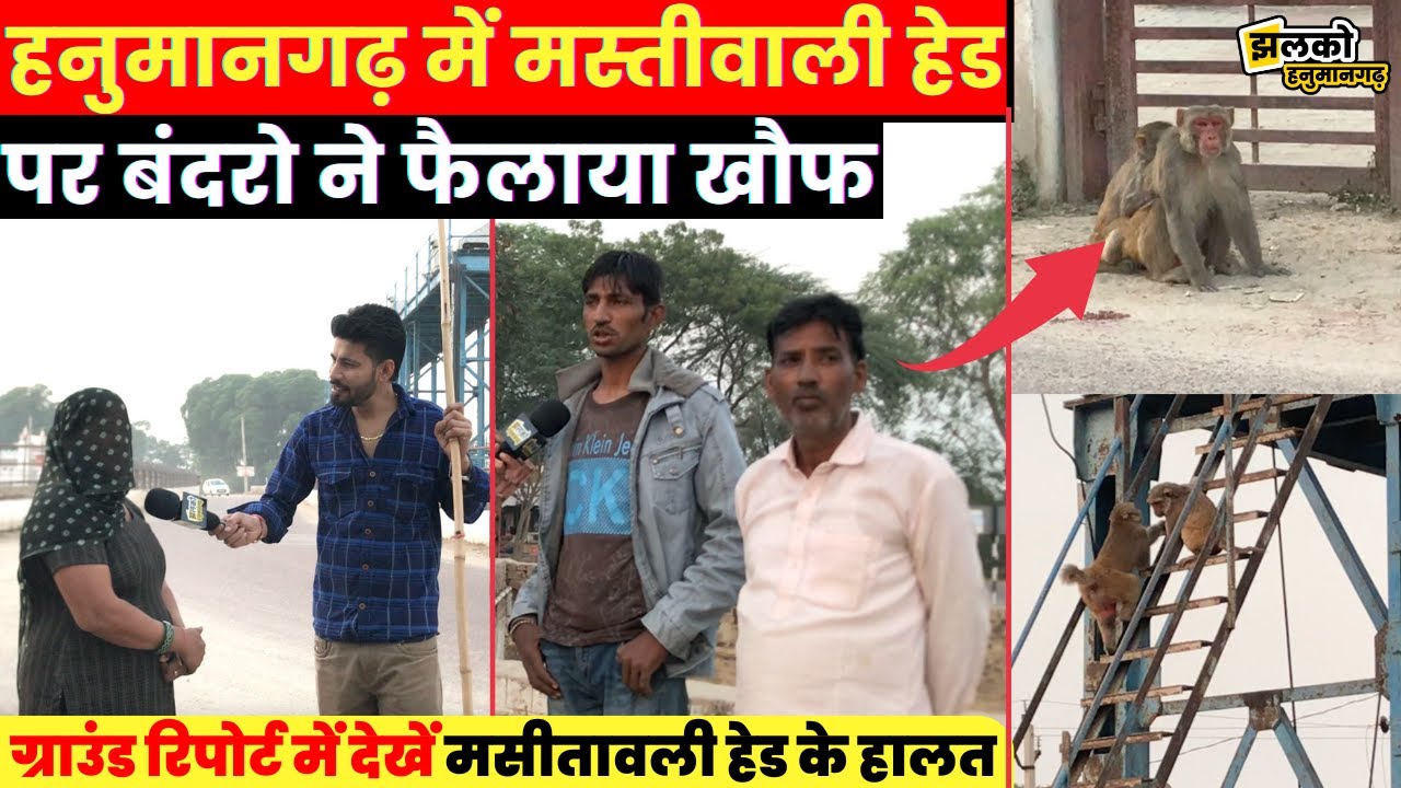 हनुमानगढ़ की इंदिरा गाँधी नहर के मस्तीवाली हेड पर बंदरो का आतंक देखें वीडियो ~Hanumangarh News