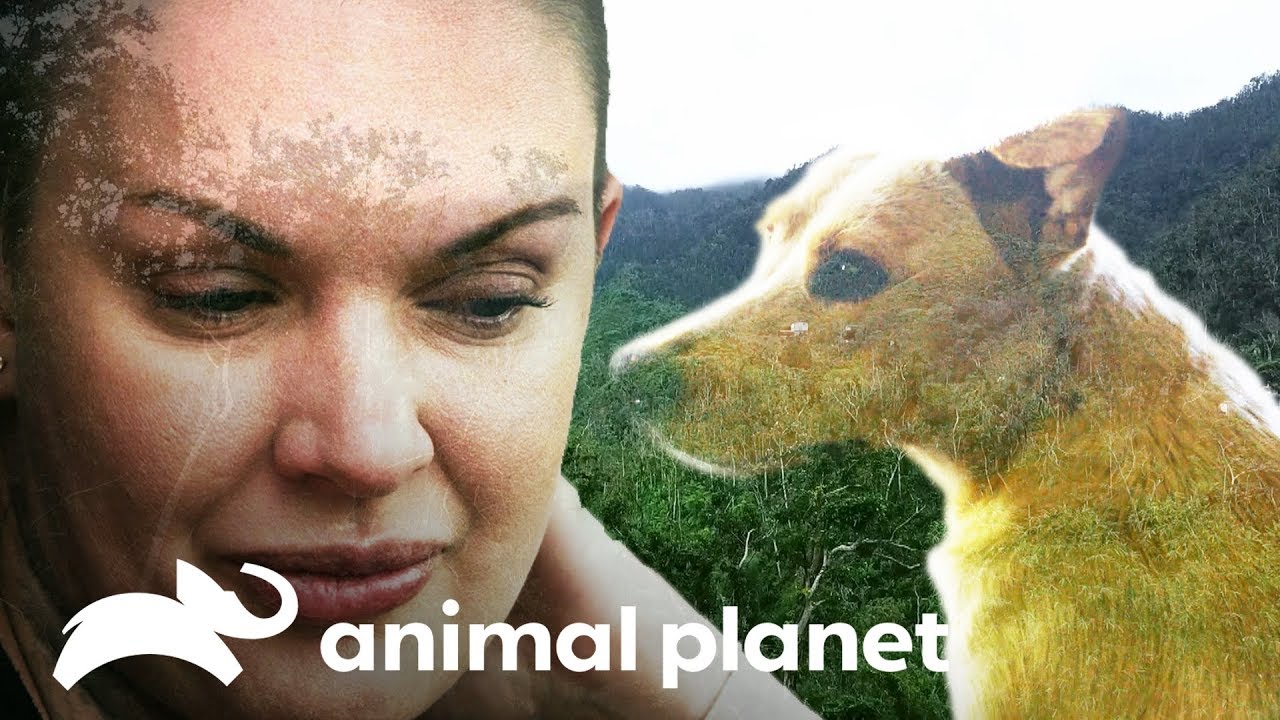 Amanda procura filhotes perdidos em floresta | Família ao Resgate | Animal Planet Brasil