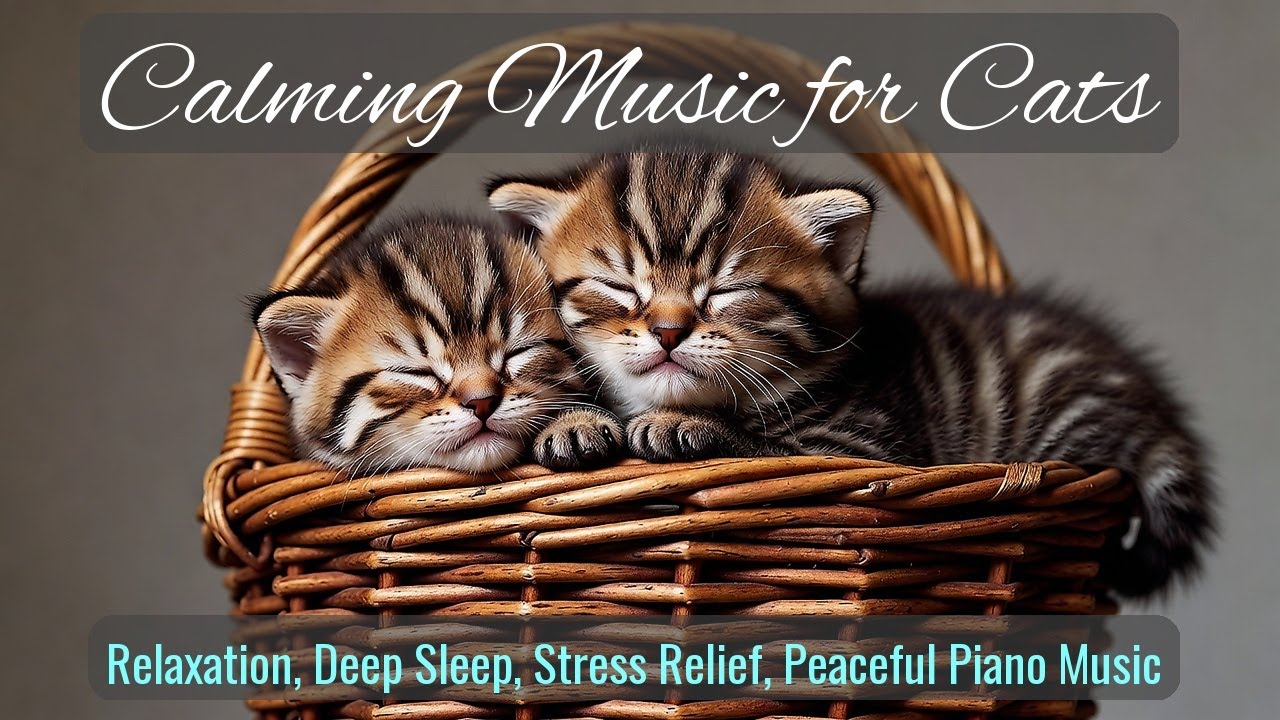 LIVE Cute Sleeping Cats for Calm Energy 😌 | Season 61