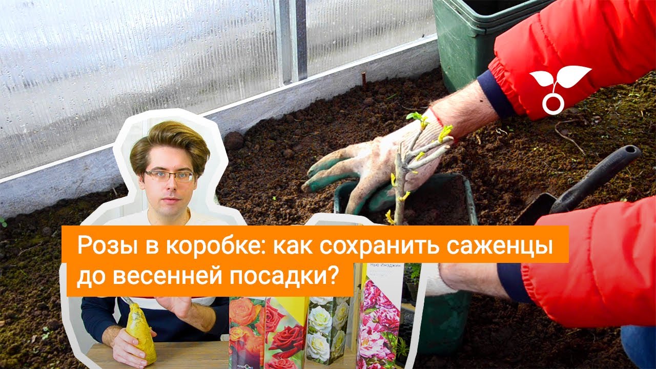 Розы в коробке: как сохранить саженцы до весенней посадки?