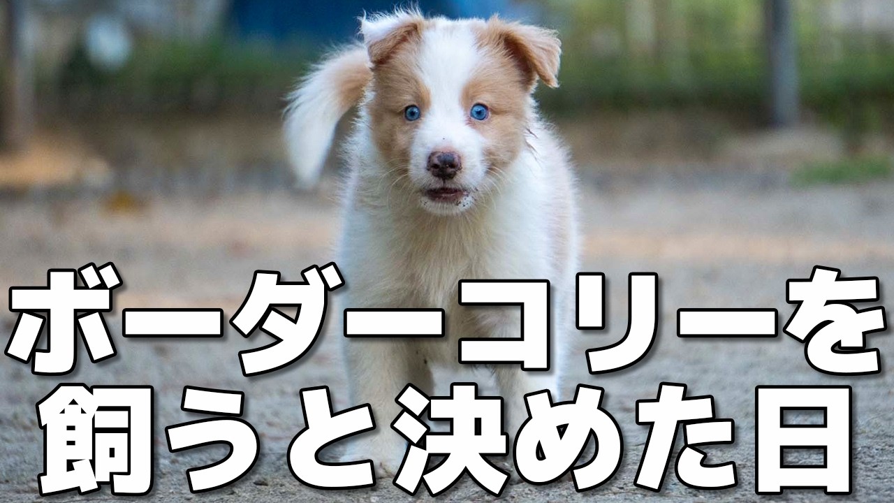 【原点】ボーダーコリーを飼うと決めた日｜ラスカルとの出会いについてお話しします