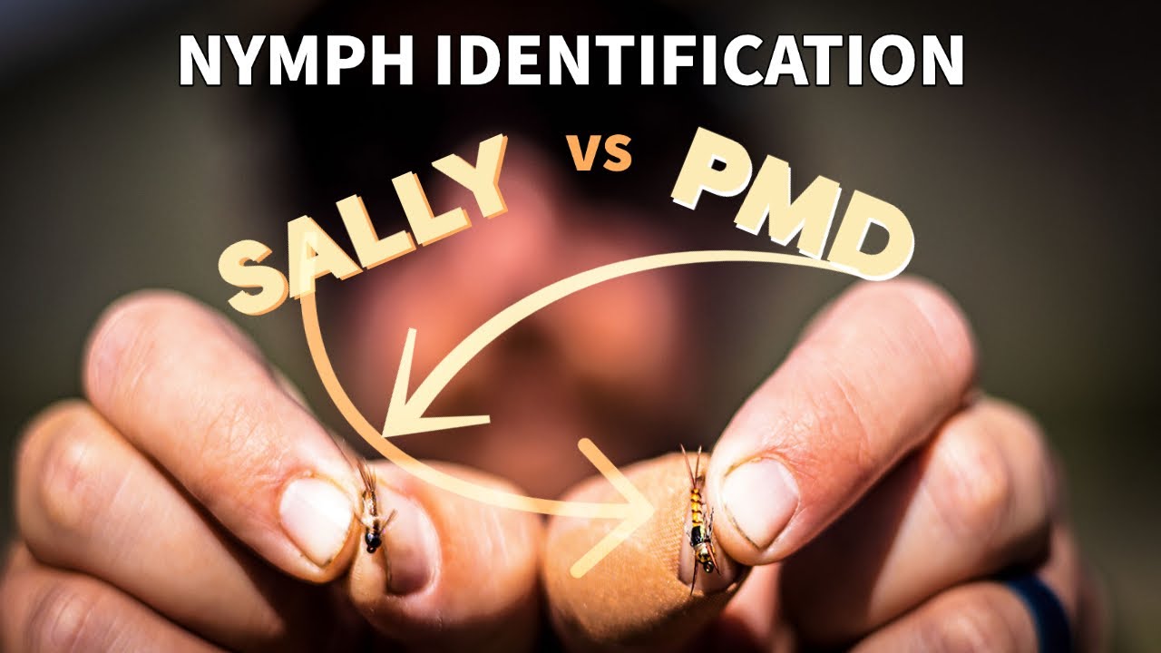 How to Identify Nymphs: Pale Morning Dun vs Yellow Sally