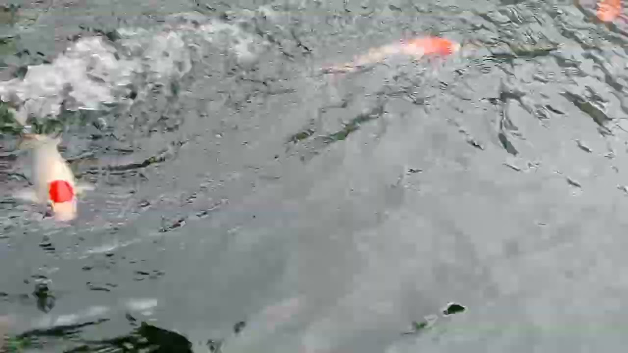 Ikan Koi Ikan Hias Kolam Summaba 