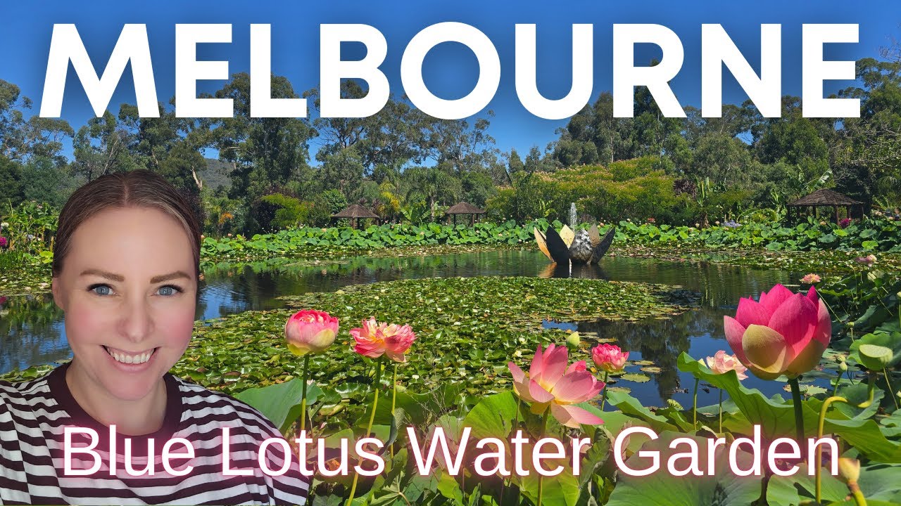 A beautiful lotus garden in Melbourne, Australia