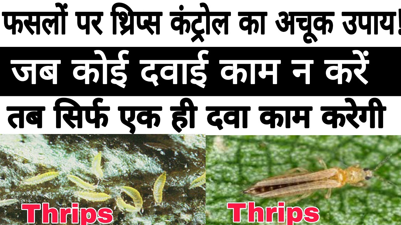 Thrips 100% control | best practices to control thrips | best chemical for thrips |