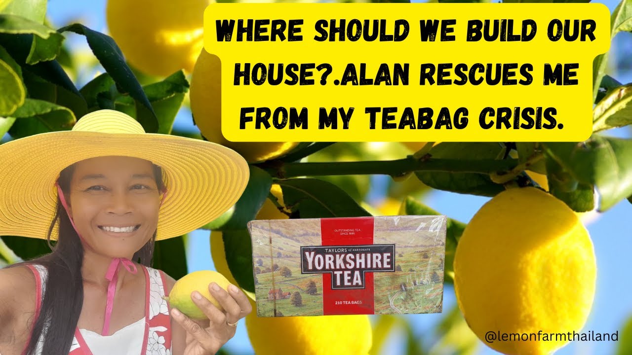 Cool season has arrived and Alan rescues me from my Yorkshire Tea shortage  #lemontree #agriculture