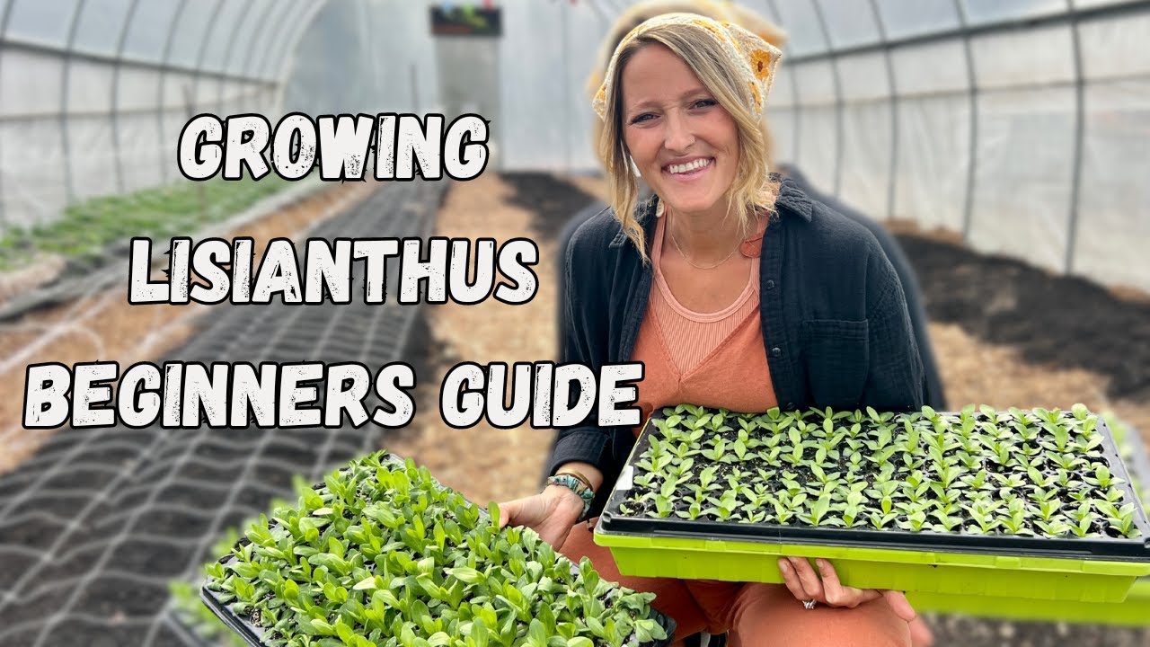 Growing Lisianthus | A Beginners Guide | Whispering Willow Farm