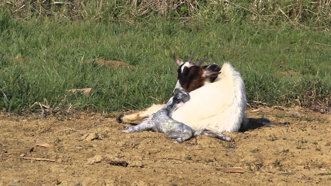 Naissance et premiers pas d'un chevreau