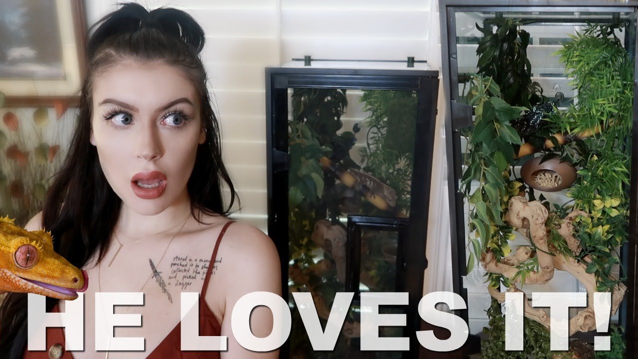 My Very First Reptile Gets a Cage Rebuild! (He LOVES it!)