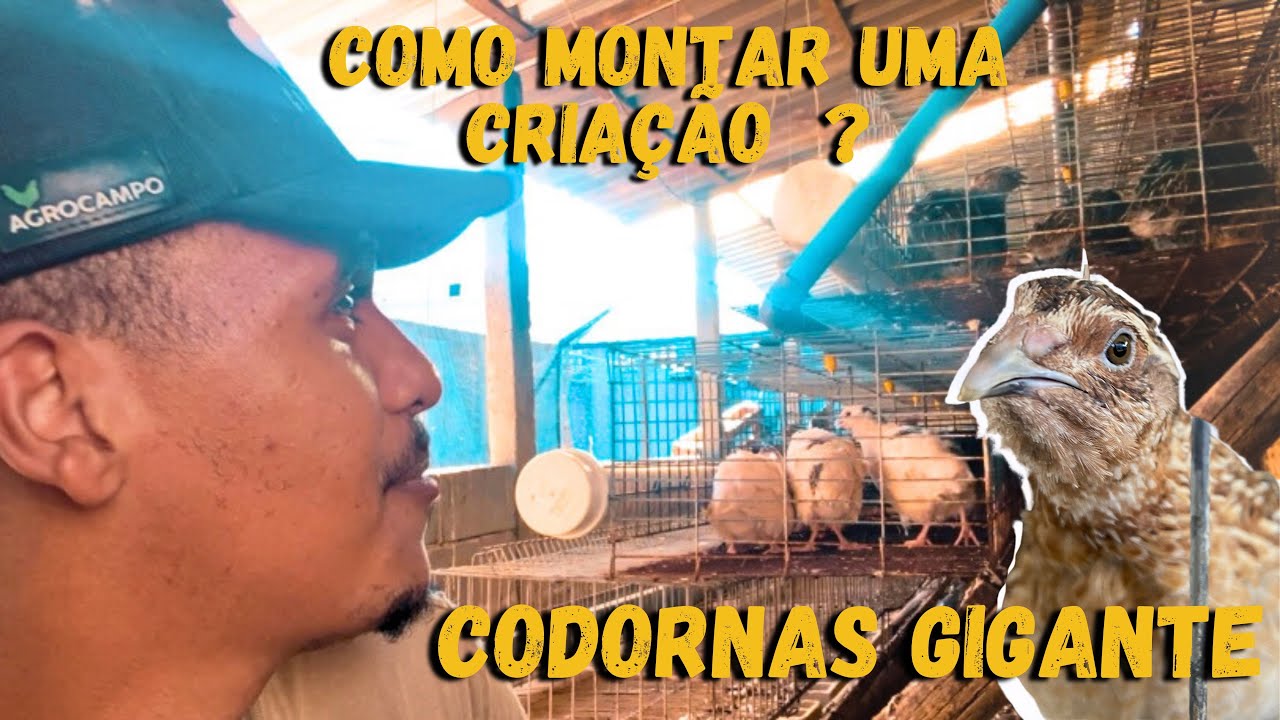 Como Montar uma Criação de Codornas Gigantes Eficiente e Lucrativa - ESTRUTURA