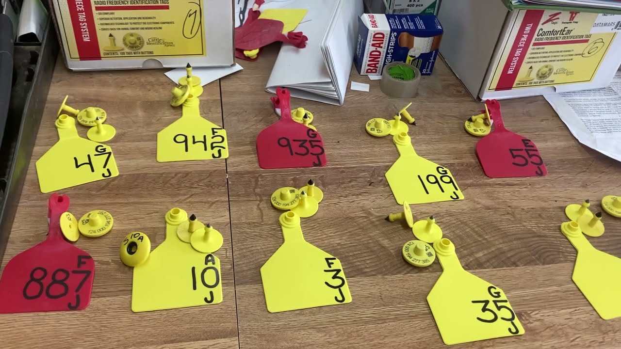 April: Making Identification Ear Tags for Calves