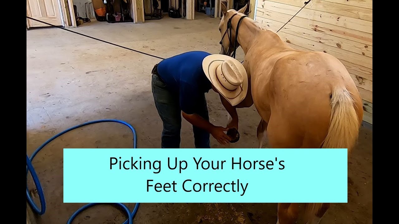 Picking Up Your Horse's Feet Correctly