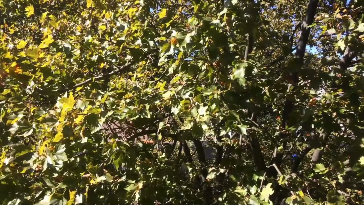 Just a Little Breeze In a Tree ASMR - With Gentle Piano Music