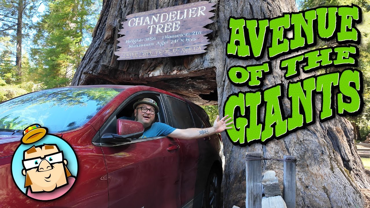 The Avenue of the Giants - Drive Thru Trees - Redwood Highway - Confusion Hill