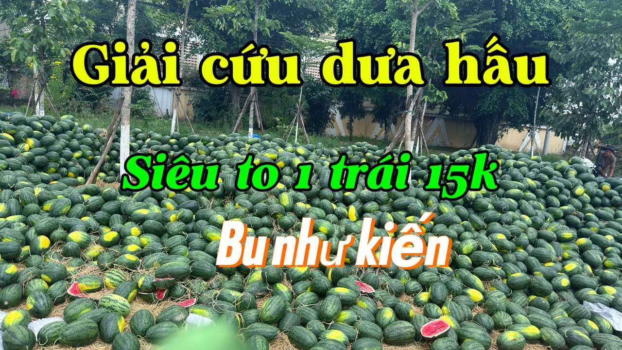 Giải cứu dưa hấu siêu to khủng lồ giá siêu rẻ như cho