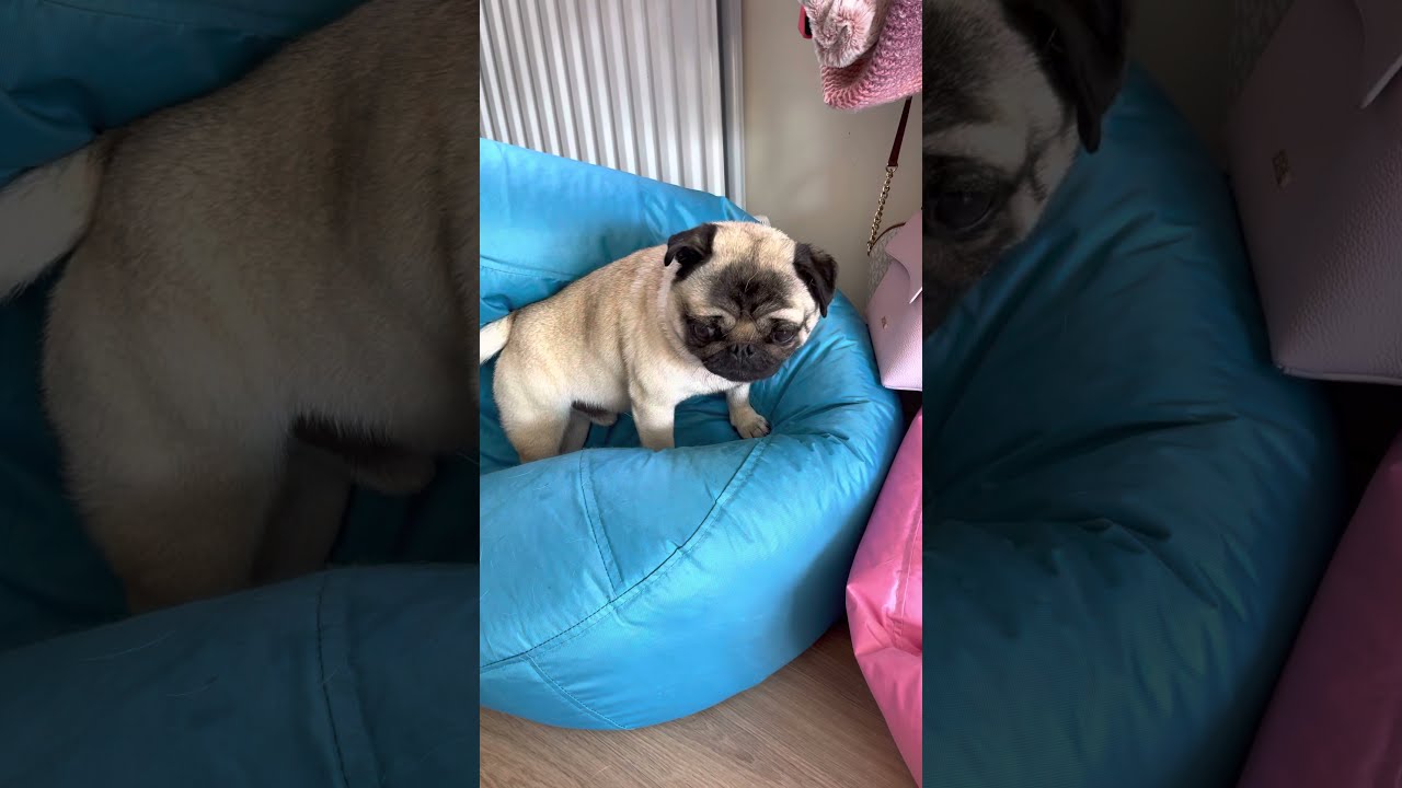 | I WUV MY BEANBAG | Pangpang the Pug 2021 loves playing on his beanbag in summer | 