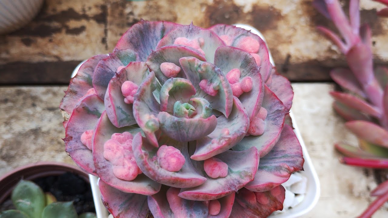 Suculentas muito coloridas, porque ficam coloridas no inverno?