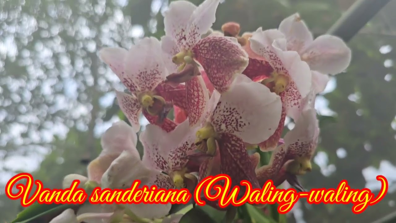 Quick Visit || El Paraiso || Collections || Blooms || V323