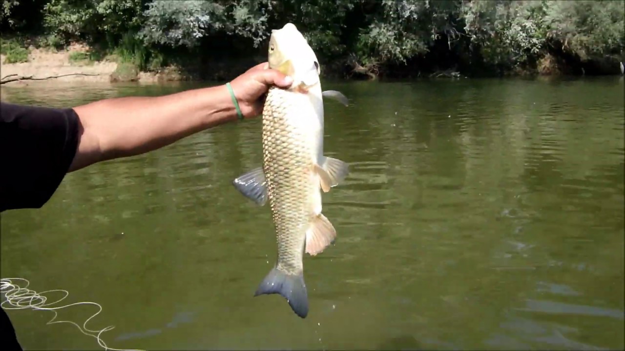 Kapitalni klenovi na bambulu / big chub flyfishing