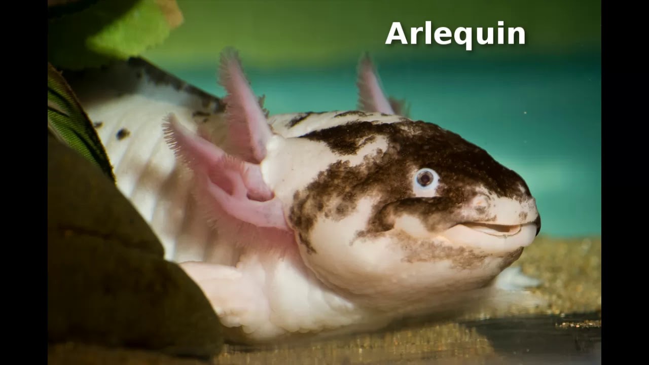 Présentation des différentes couleurs d'axolotl
