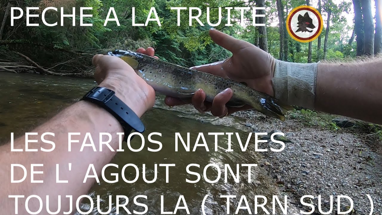 PECHE A LA TRUITE, RIVIERE AGOUT,  TARN, FRANCE