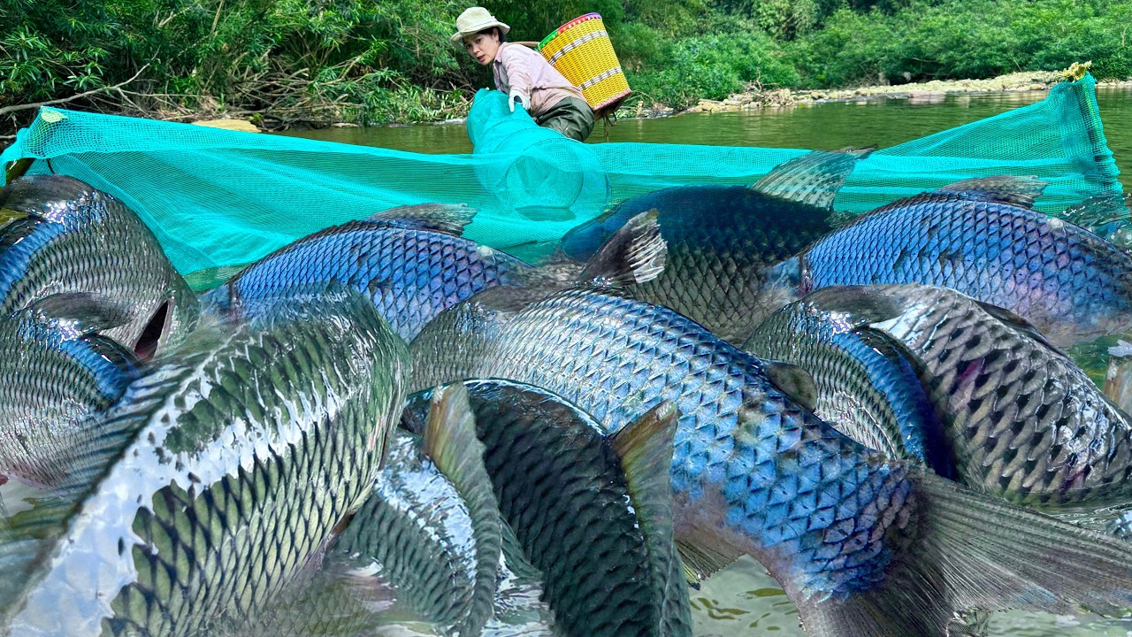 Traditional fishing technique - a girl uses bamboo to set traps across a stream to catch giant fish