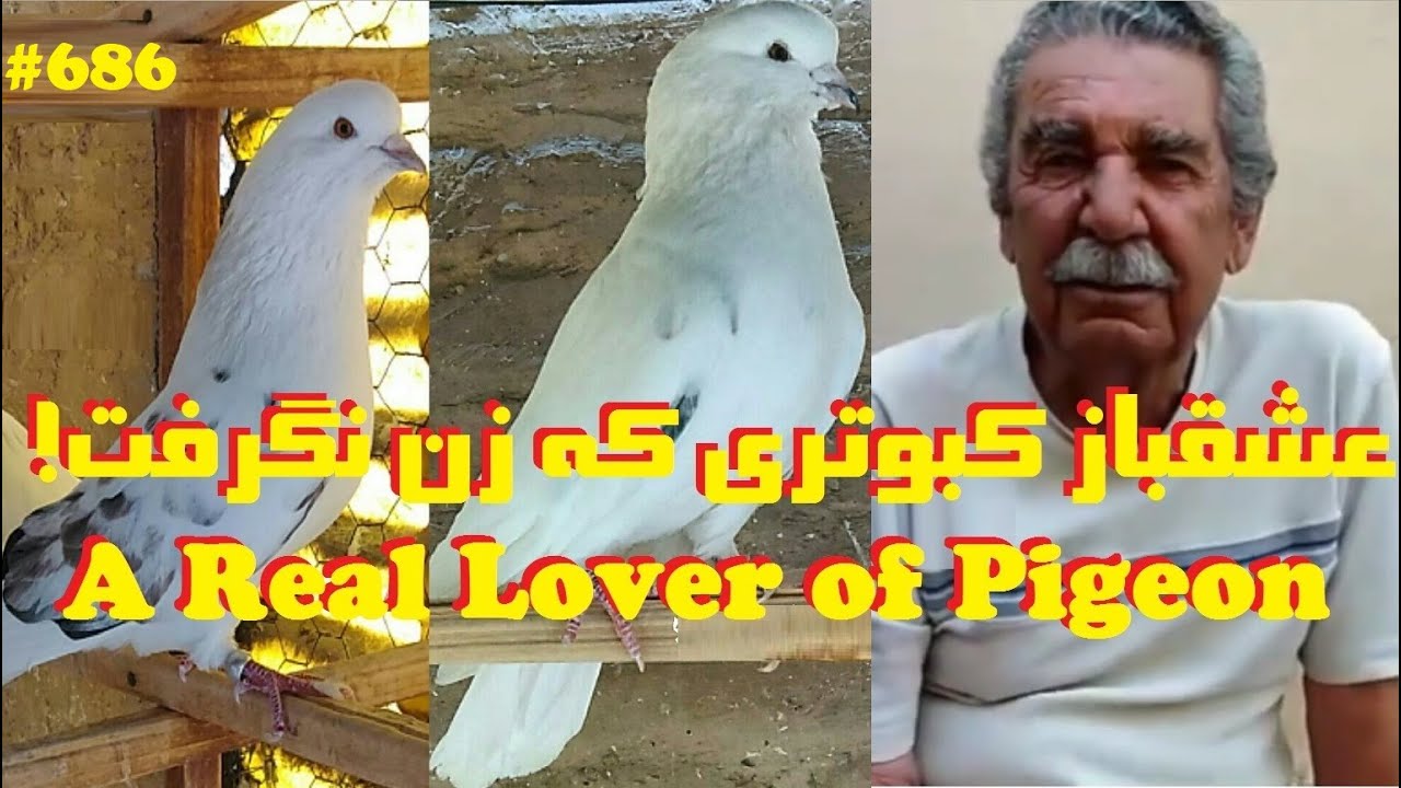 عشقباز کبوتر سرهنگ خدایی زندگیش را پای کبوتر گذاشت و به ایران برگشت HE DEDICATED HIS LIFE TO PIGEONS