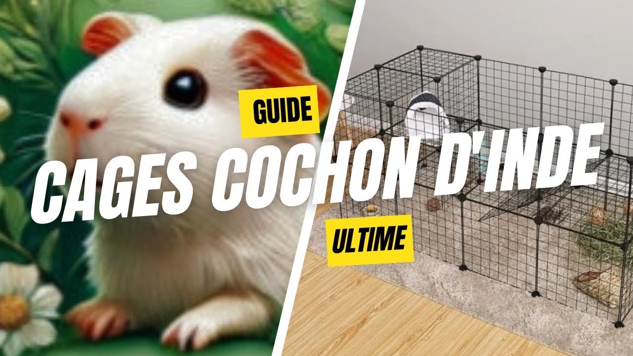 LES CAGES POUR COCHON D'INDE : CONSEILS ET ASTUCES INDISPENSABLES